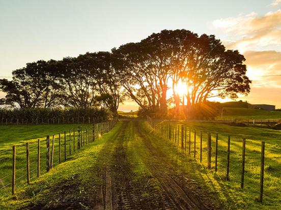 image of a country lane with sunlight